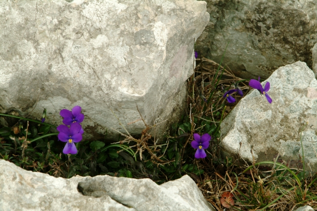 Viola ... la primavera  davvero arrivata.